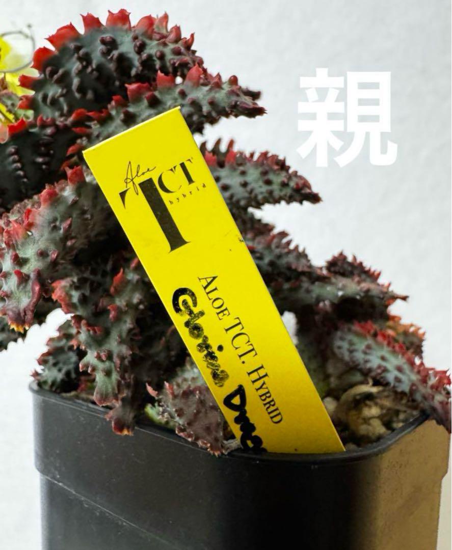 送料 無料 通販Flower Gardening - グロリアスドラゴンAloe