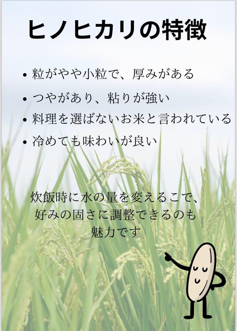 新米　10kg 20Kg