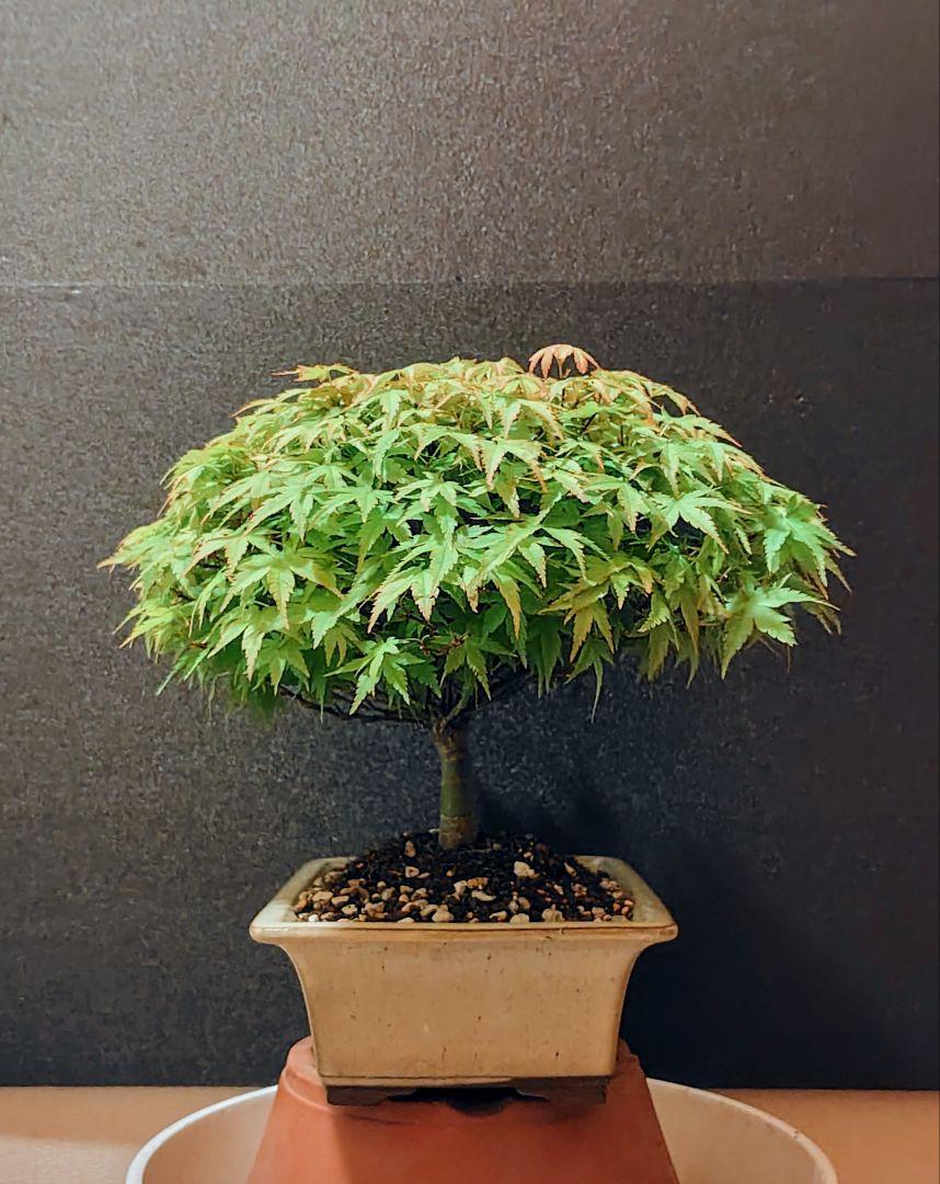 清姫紅葉！