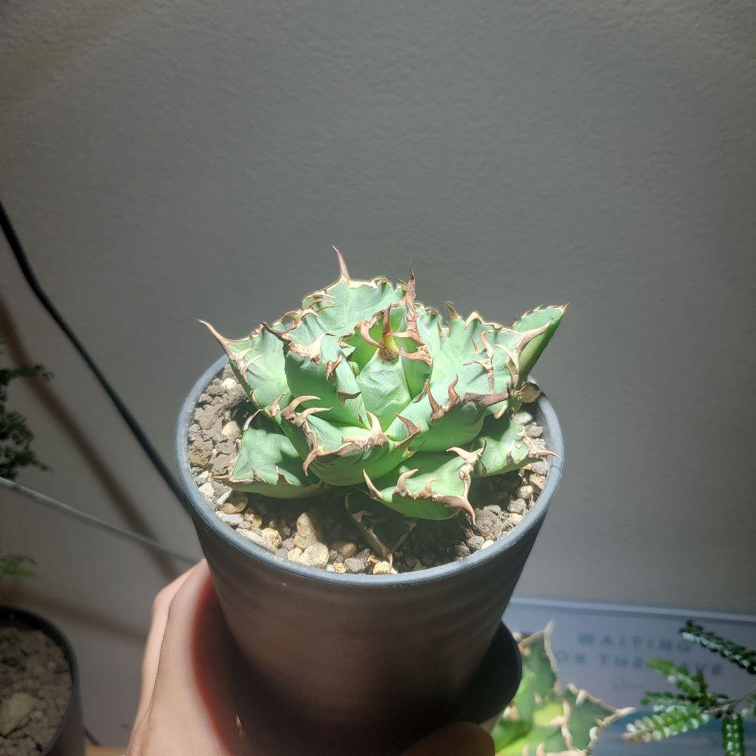 チタノタ　姫巌竜