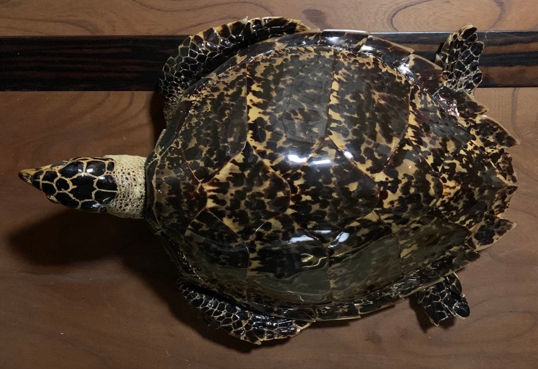 亀の置物 樹脂製