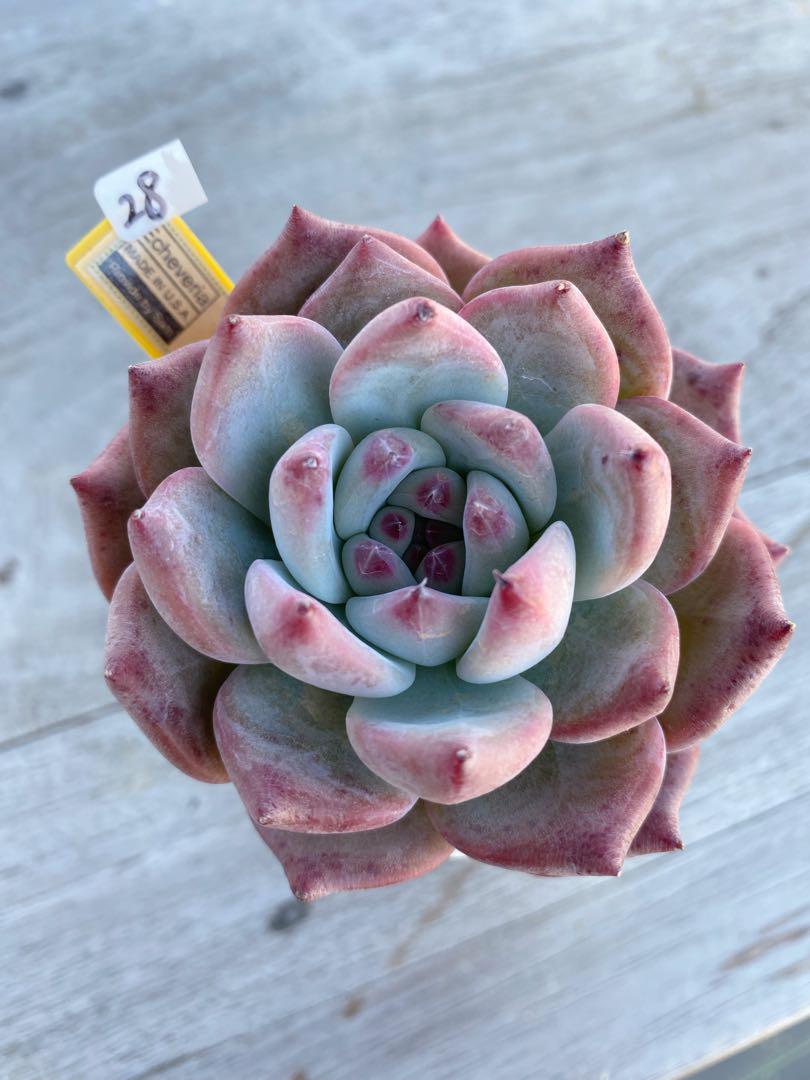 【28】カリフォルニア輸入　速達札付き　コロラータNo.5 希少　多肉植物