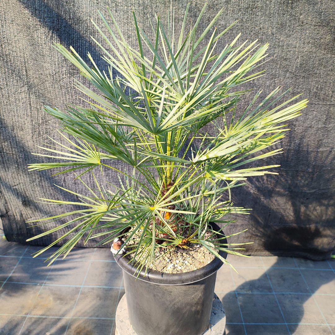 セリフェラやや傷や汚れあり