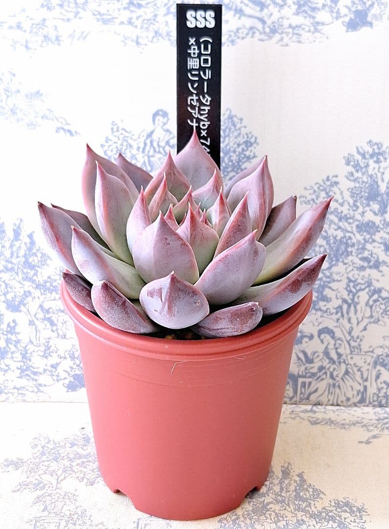 コロラータhyb×74