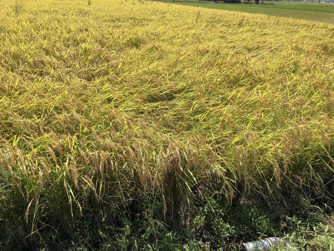 新米:令6年産茨城コシヒカリ玄米30キロ　送料込