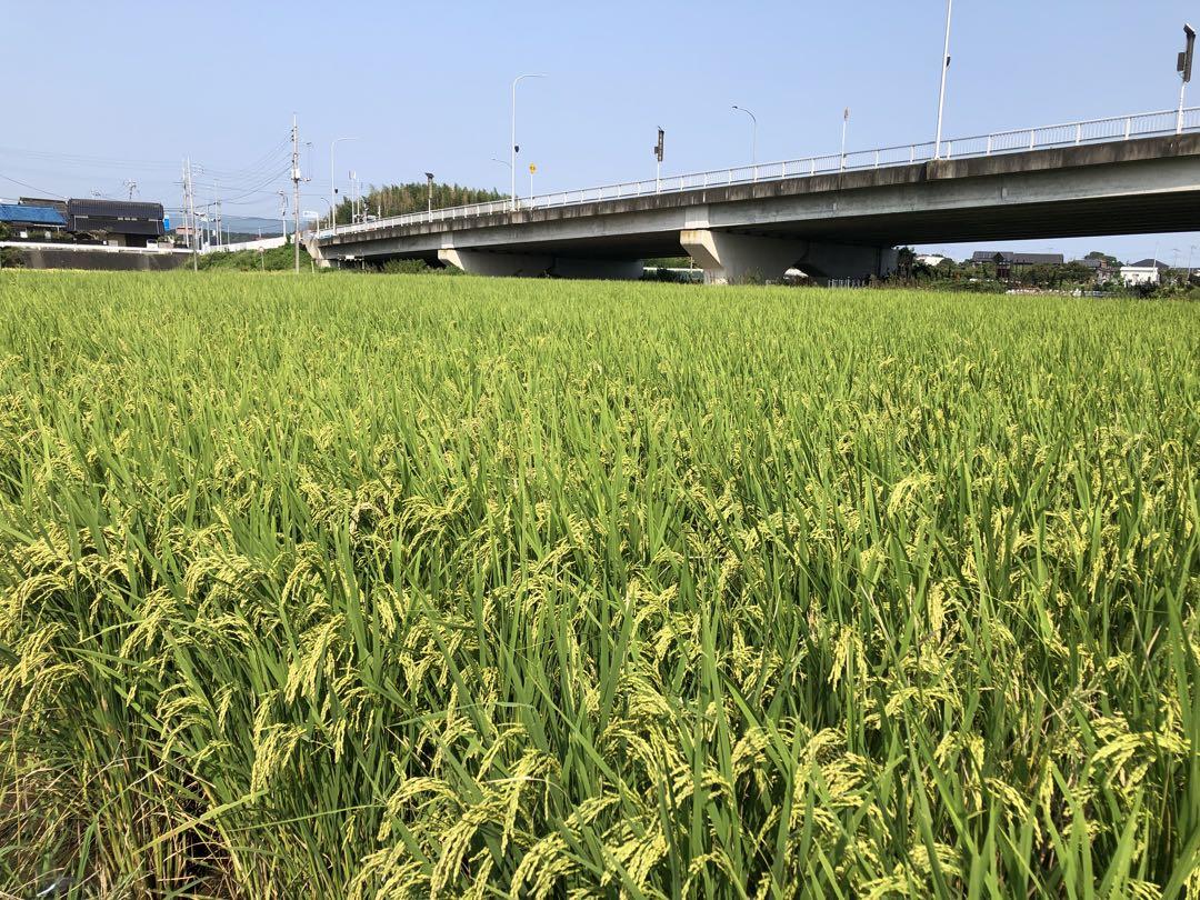 新米:令6年産茨城コシヒカリ玄米30キロ　送料込
