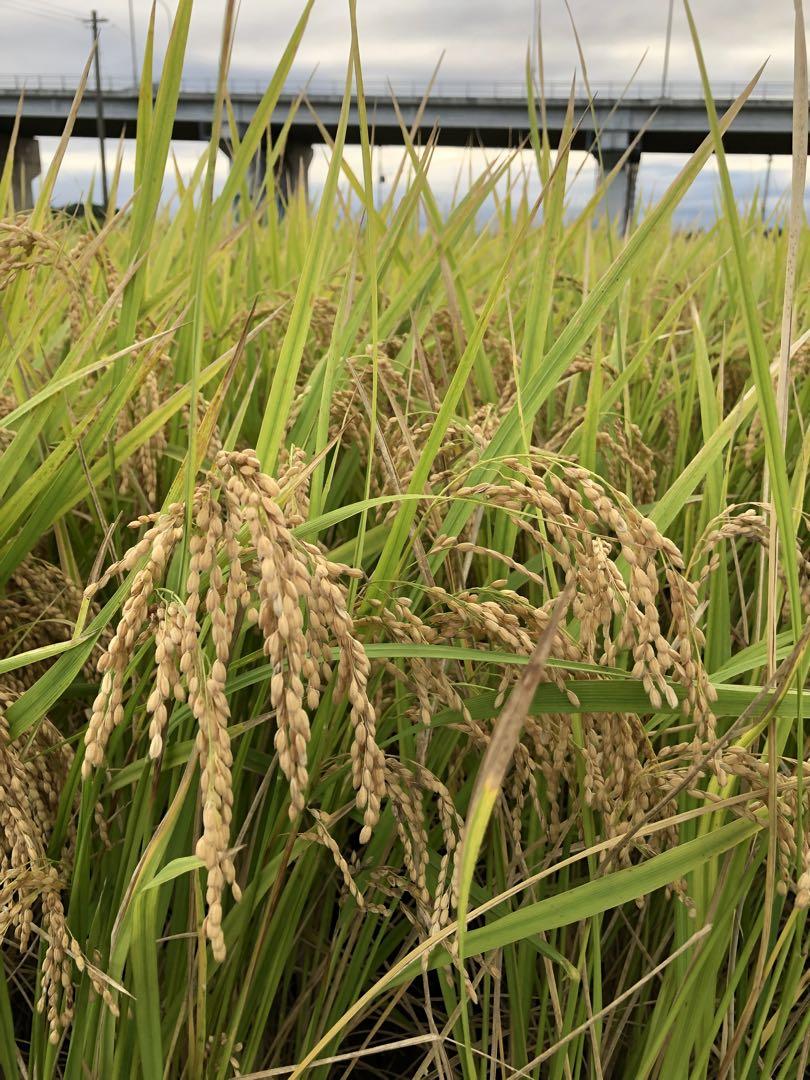 新米:令6年産茨城コシヒカリ玄米30キロ　送料込