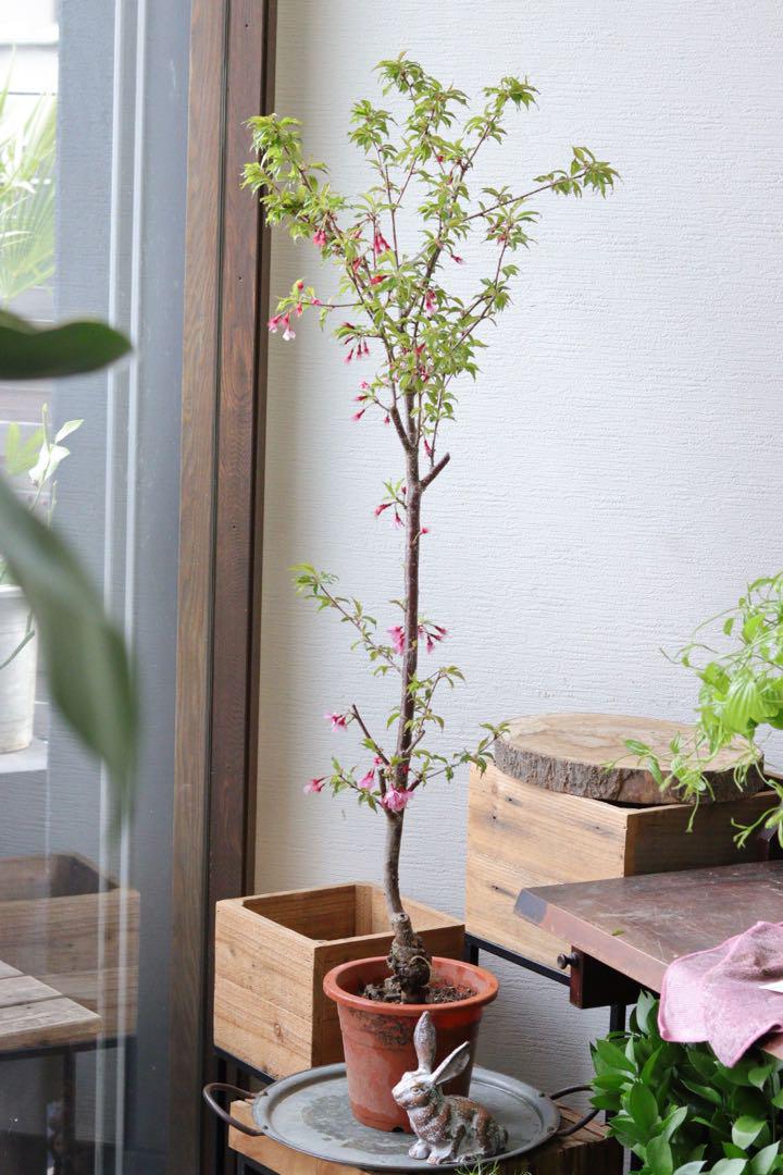 春のお楽しみ❤︎桜の木【おかめ桜】