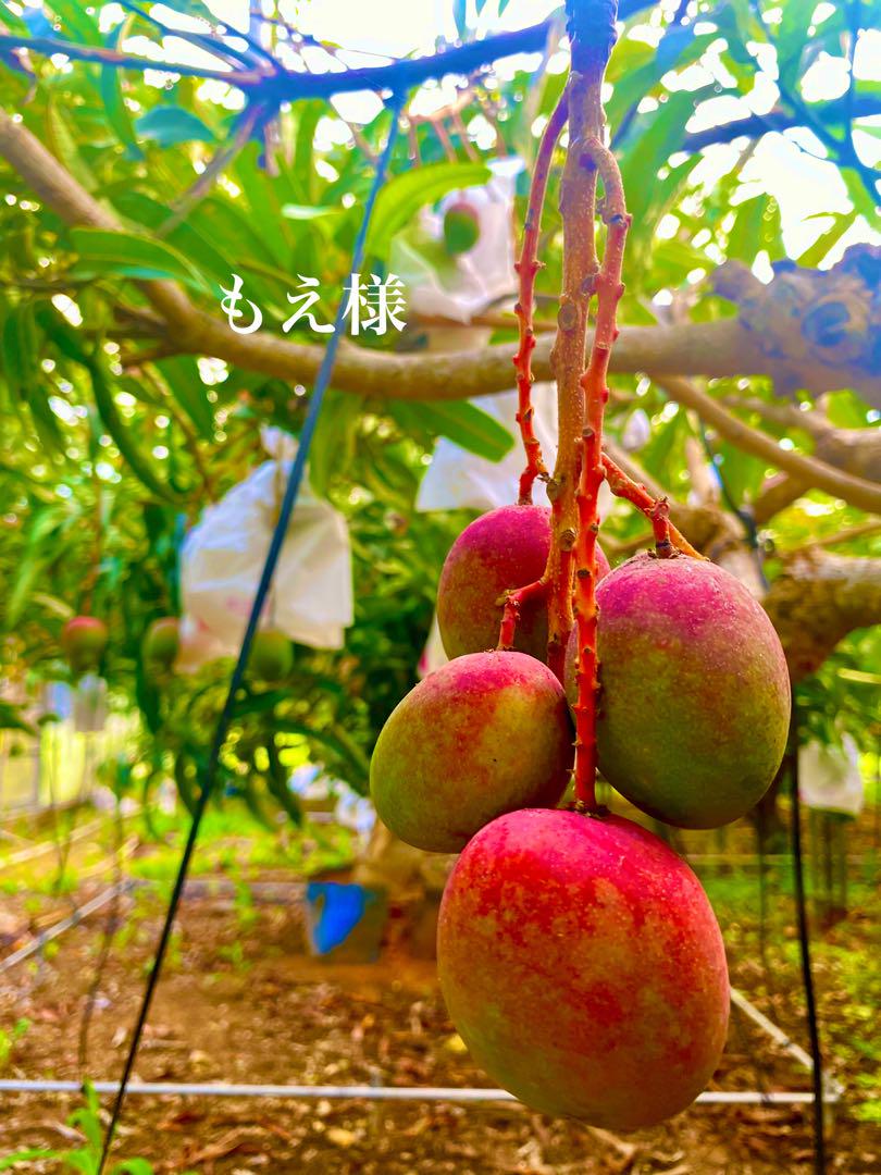 もえ様