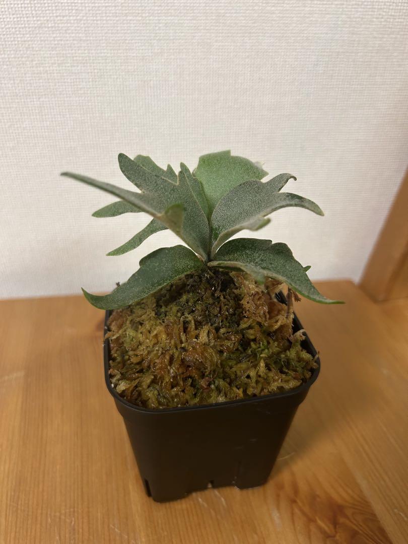 ＊ビカクシダ　yellow moon dwarf spore 3.5号＊ ⑤