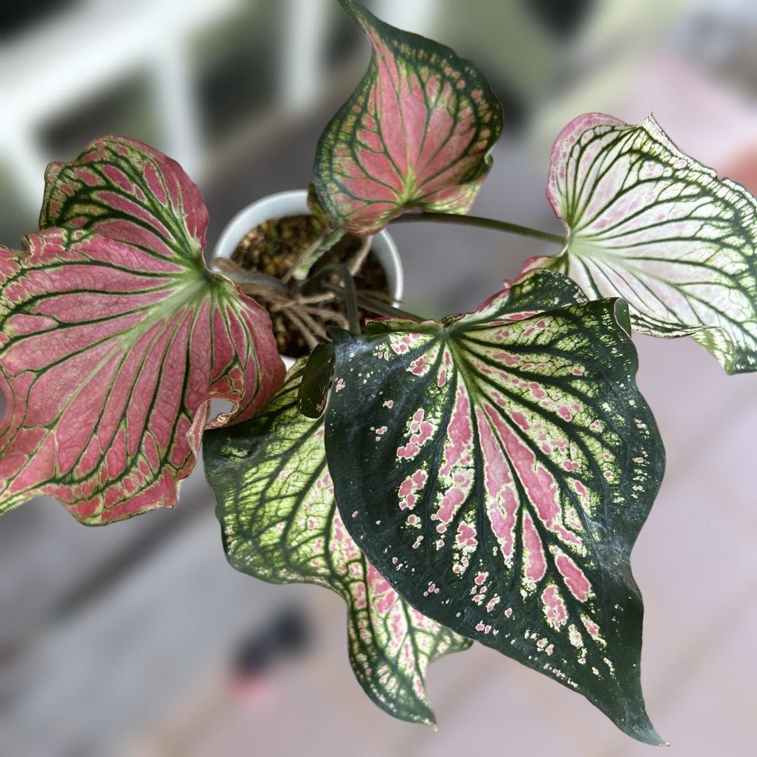 カラジウム　ピンクシンフォニー　球根大2個植え　鉢ごと宅急便発送！