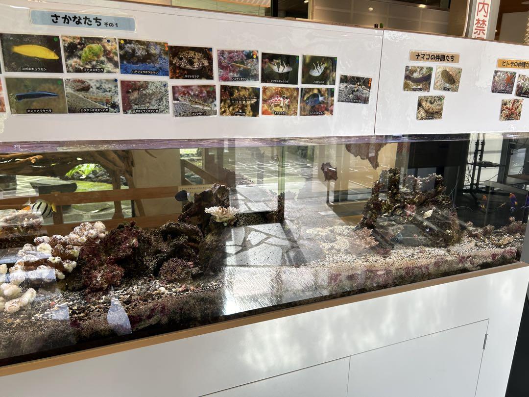 八丈島産　ライブサンド