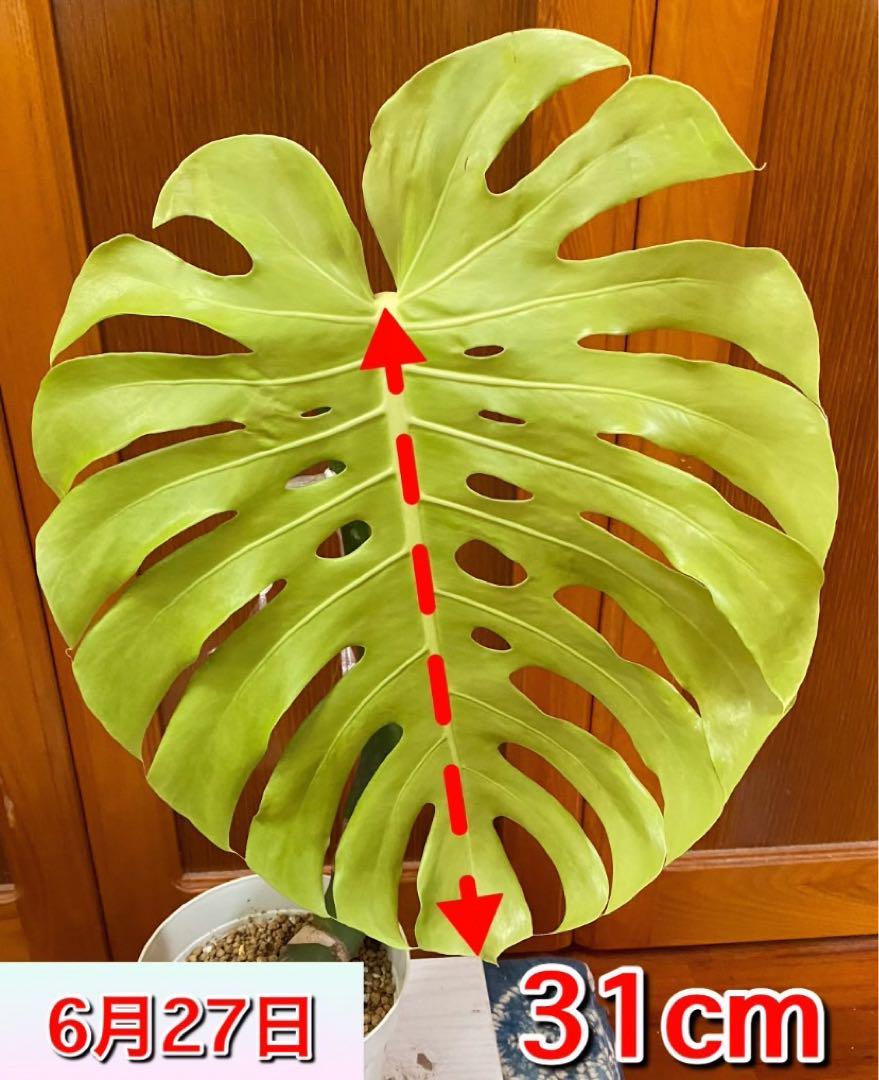 モンステラデリシオーサ 新芽 トップカット
