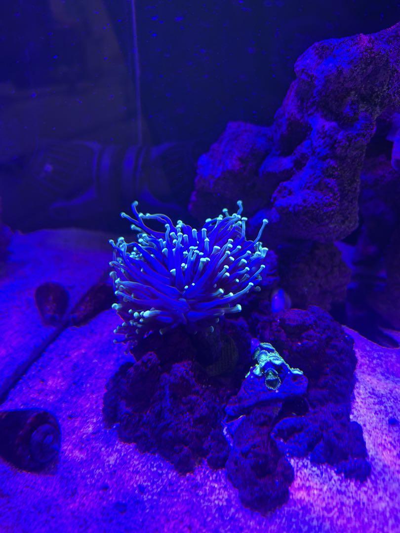 引取り 海水魚用水槽