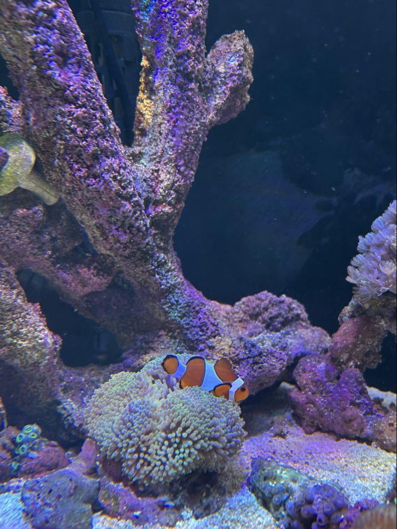 引取り 海水魚用水槽
