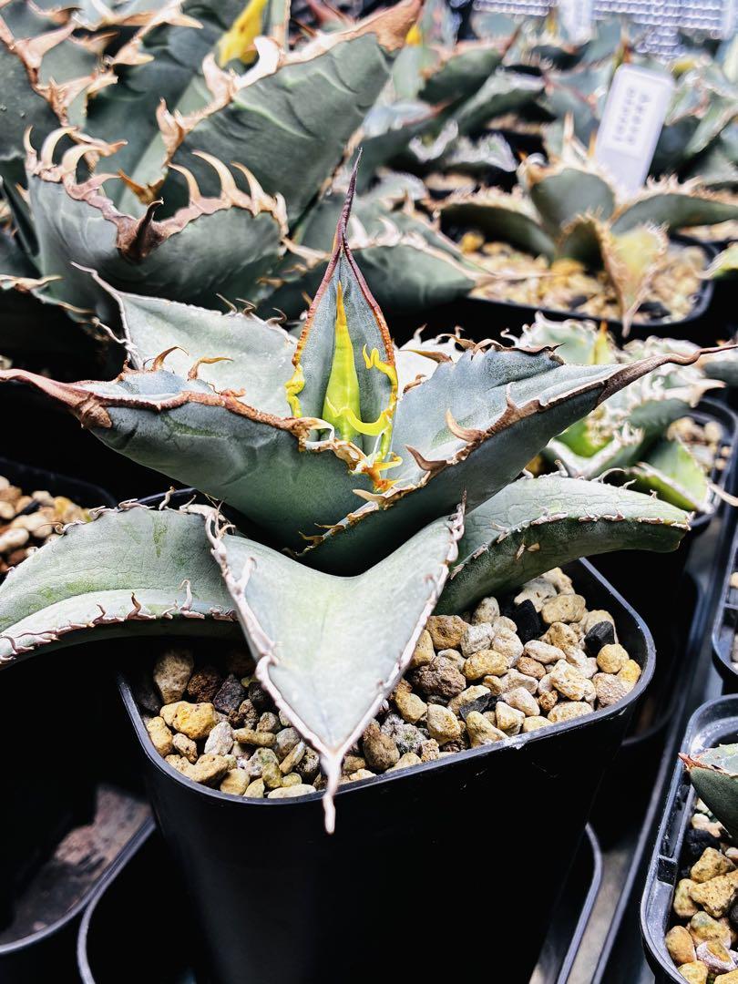 AGAVE OTEROI 2024年実生株 - メルカリ