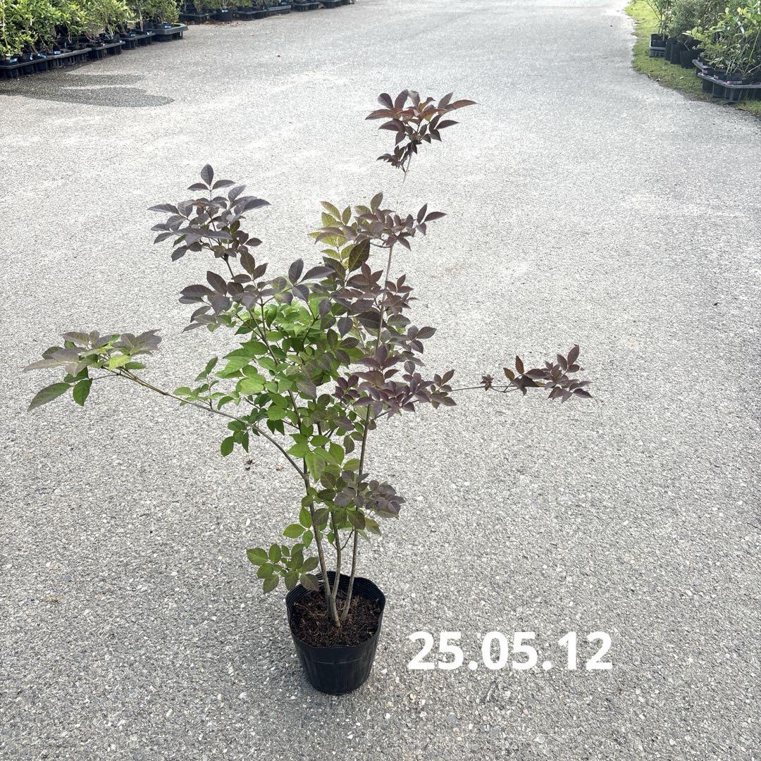 337.アオダモ苗