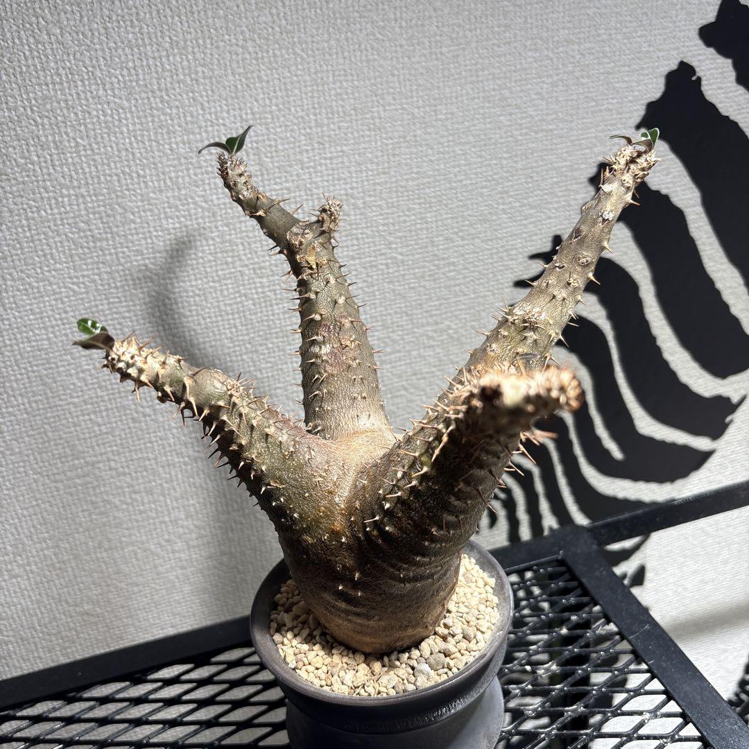 マカイエンセ 現地球 塊根植物 魔界玉 パキポディウム