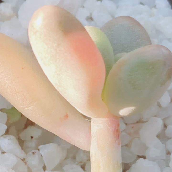 国産即納 234 韓国苗 達磨星美人錦 色斑 極美苗◡̈* k3Ta7-m19262235897 希少種❀ 激レア❀ 多肉植物 得価HOT