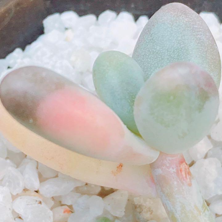 国産即納 234 韓国苗 達磨星美人錦 色斑 極美苗◡̈* k3Ta7-m19262235897 希少種❀ 激レア❀ 多肉植物 得価HOT