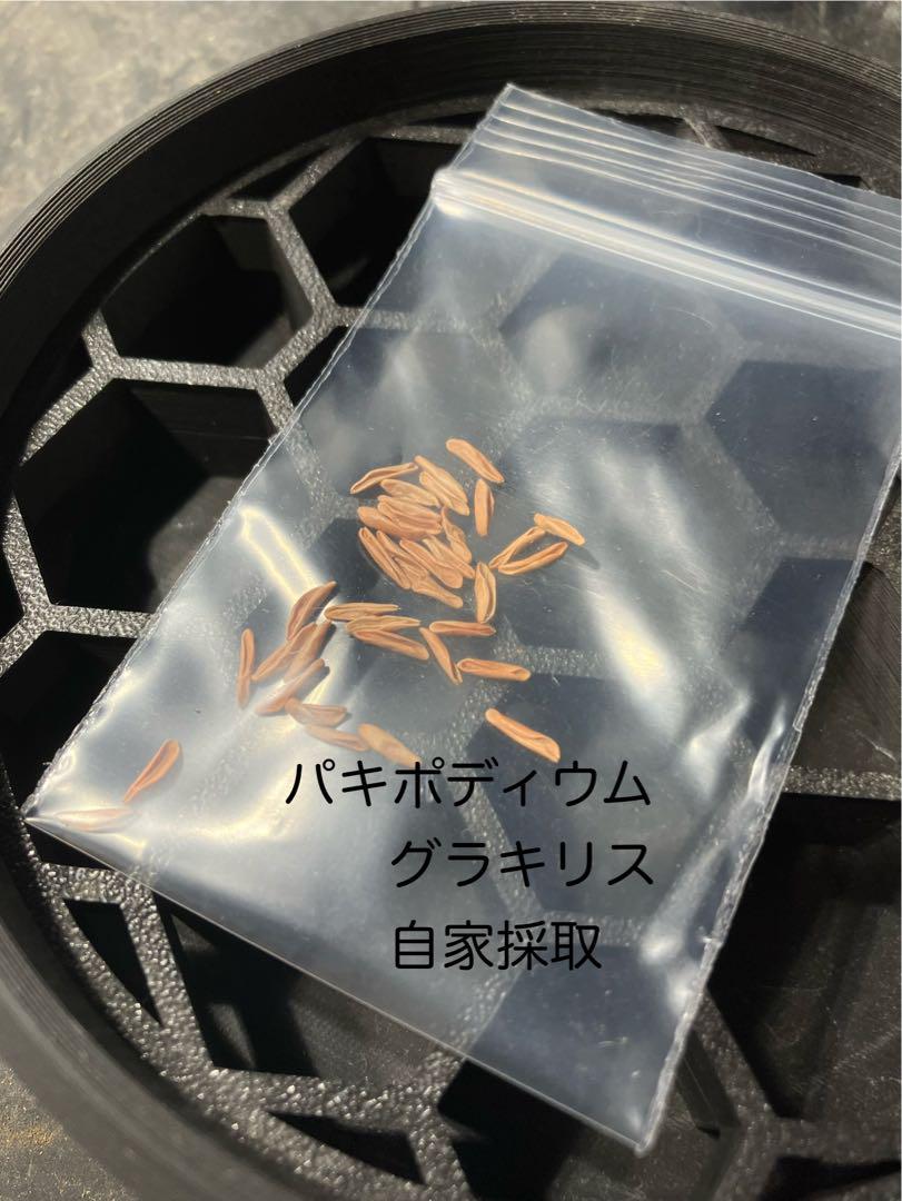 自家採取　パキポディウム グラキリス種子50粒　令7.7.1 採取 種子】パキポディウム・グラキリス 実生株 自家2025 10s