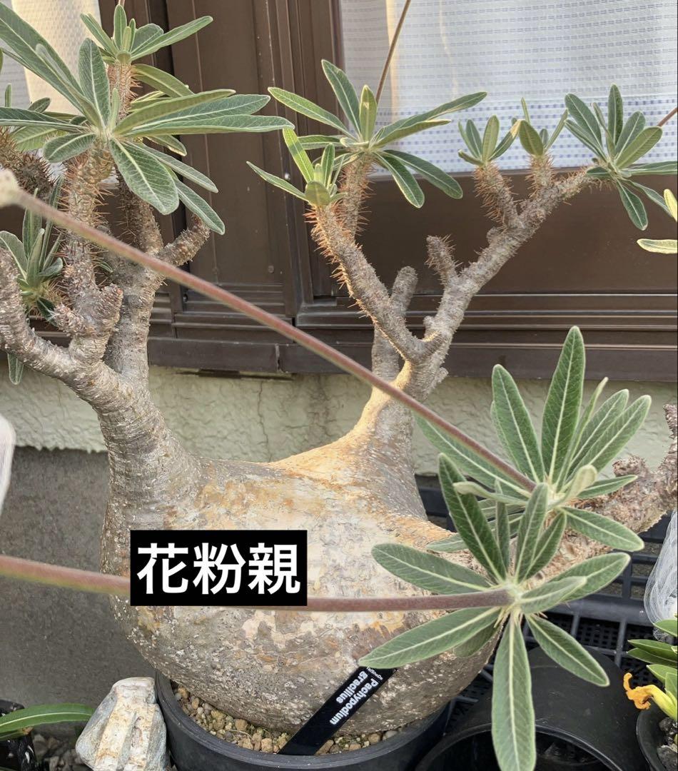 自家採取　パキポディウム グラキリス種子50粒　令7.7.1 採取 種子】パキポディウム・グラキリス 実生株 自家2025 10s