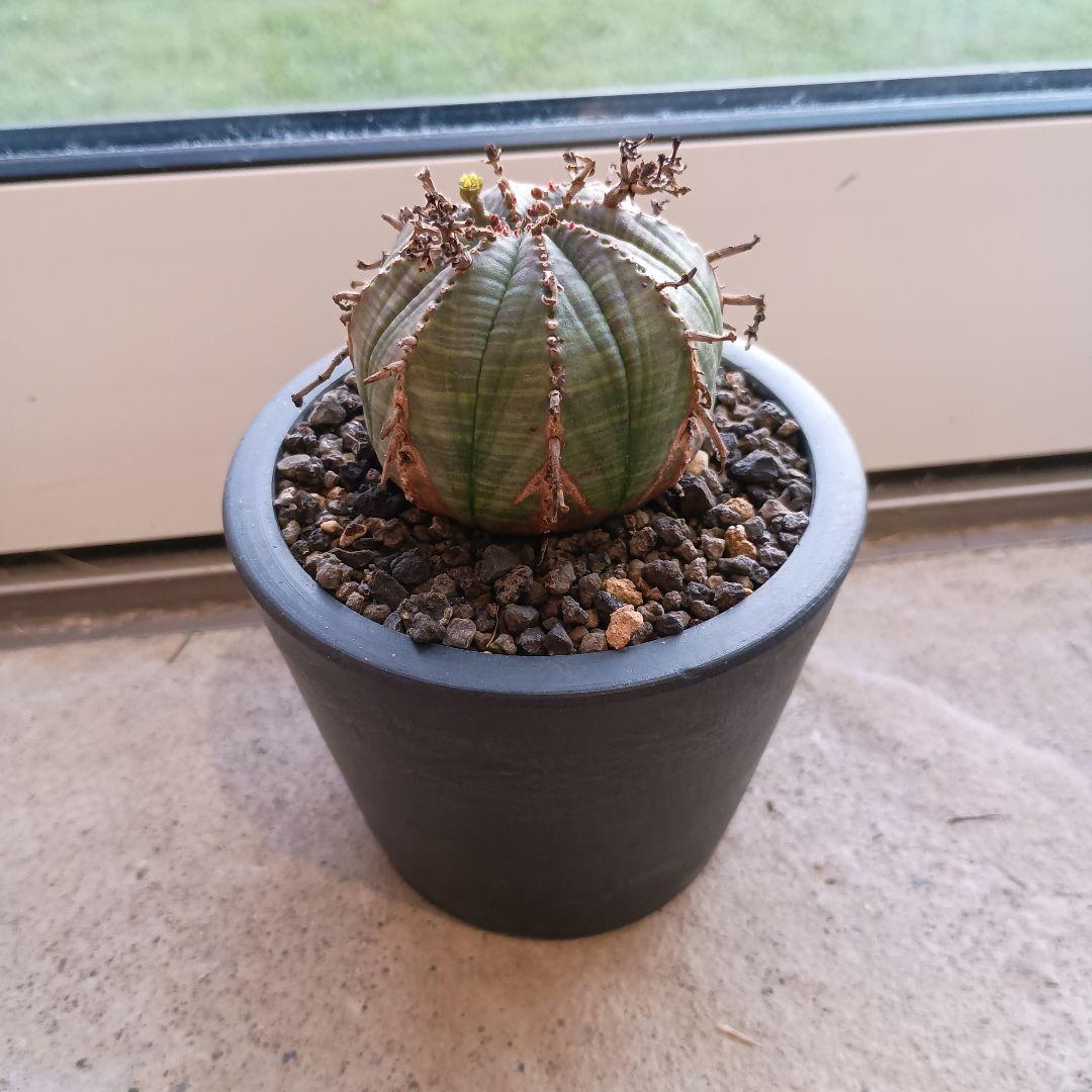 ユーフォルビアバリダ　木質化 ユーフォルビア・バリダ 木質化 