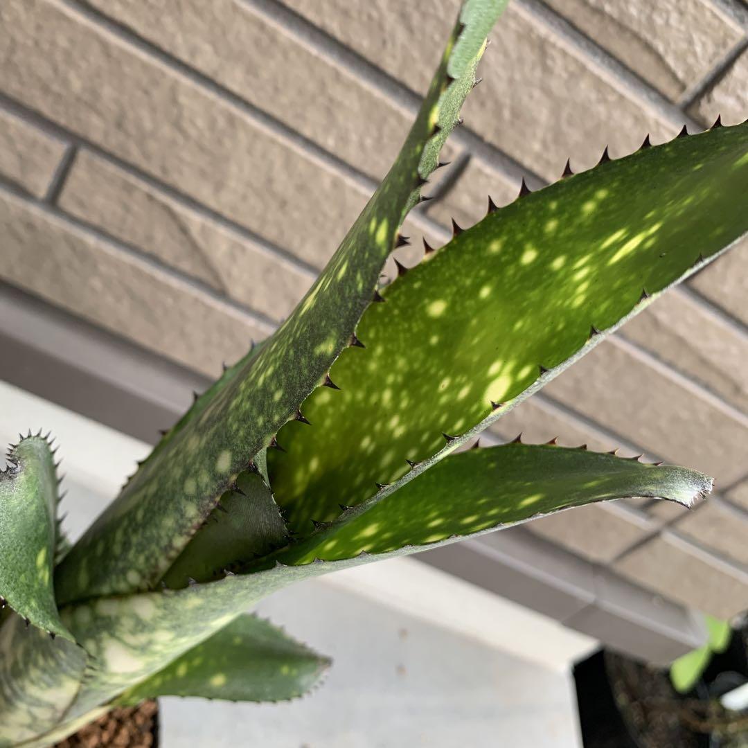 Billbergia Merrie Monarch