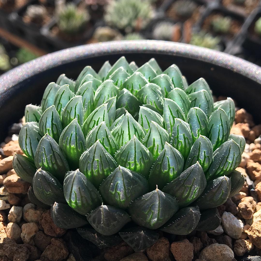 1992【原種】 ハオルチア H. bramensis IB07189