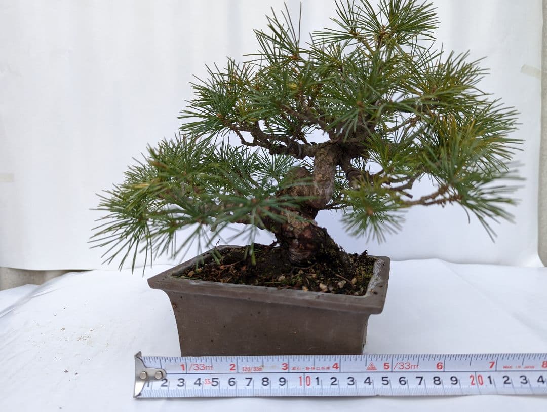 四国五葉松 盆栽 樹齢25年 pulseiraeventos.pt