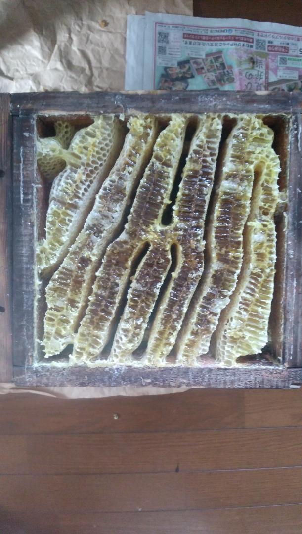 ニホンミツバチ百花蜜　1000ｇ