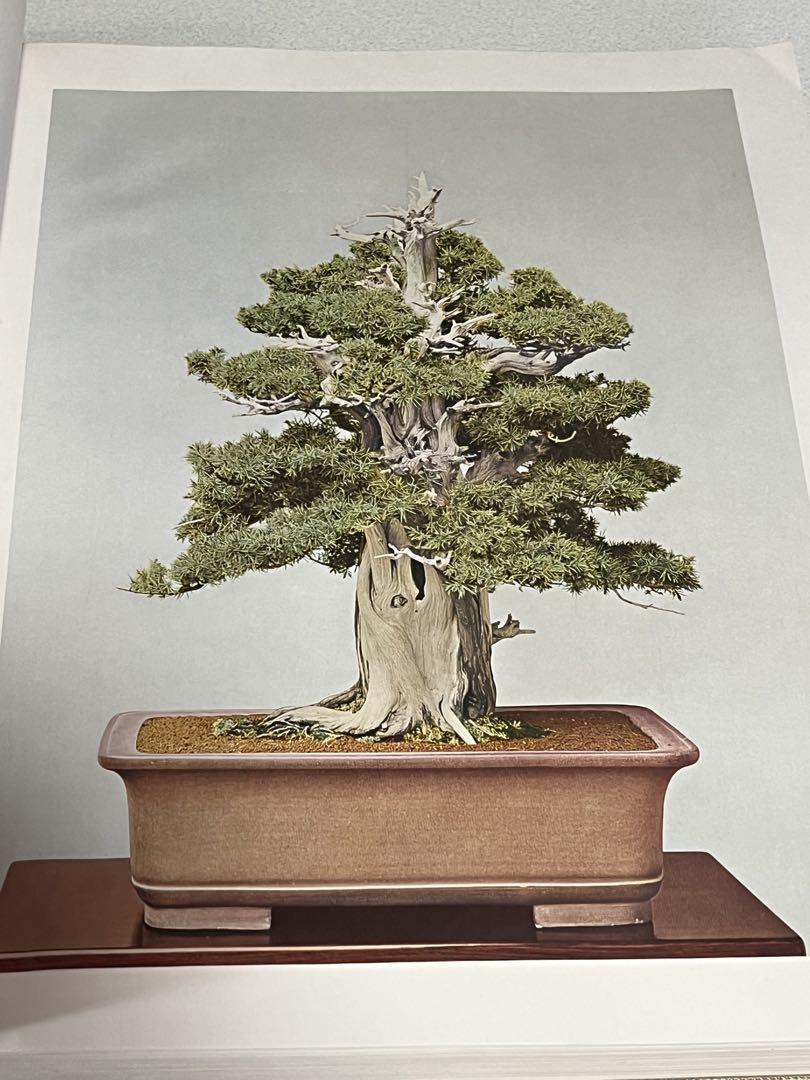 本　盆栽　大貫忠三