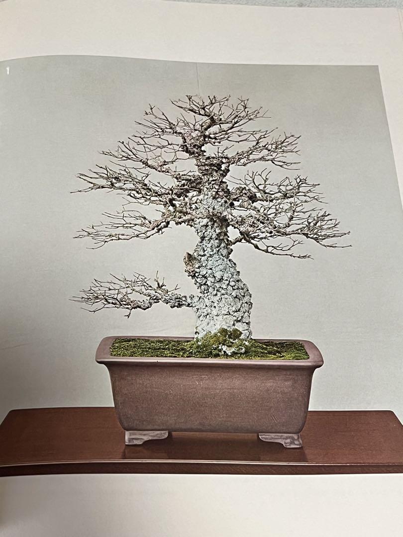 本　盆栽　大貫忠三