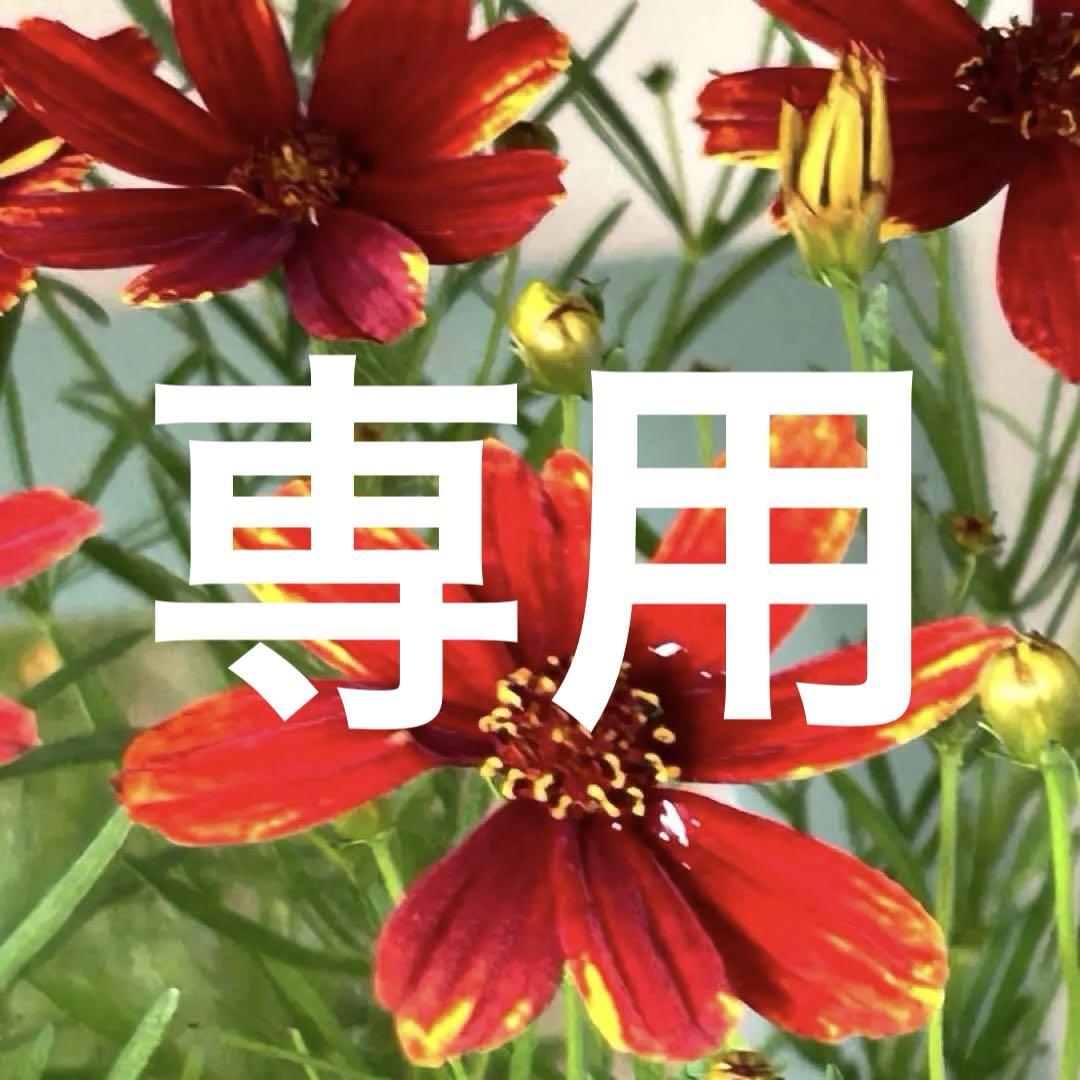 花付き抜群 コレオプシス レディバード 3.5号ポット苗 7|3