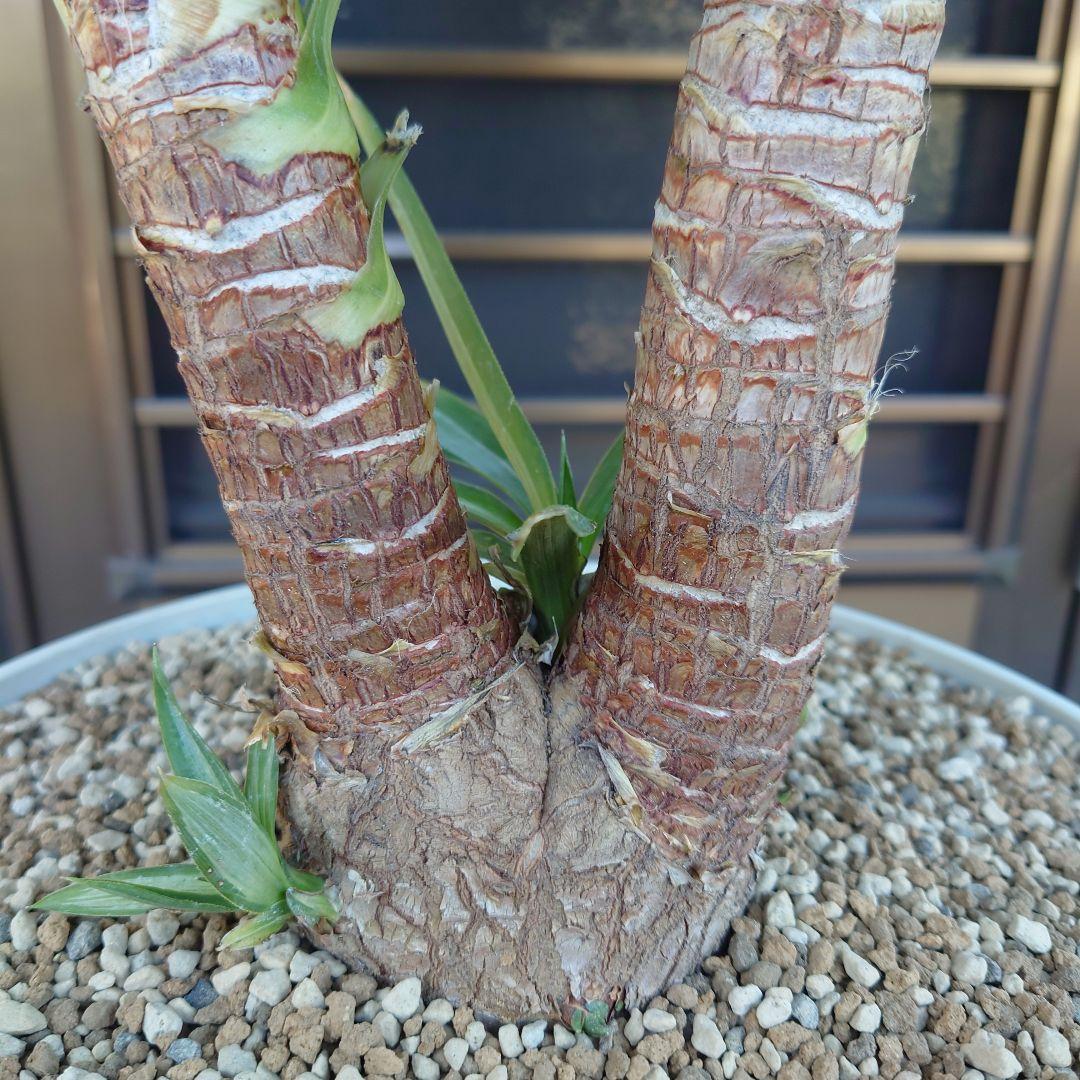 シルバースター H