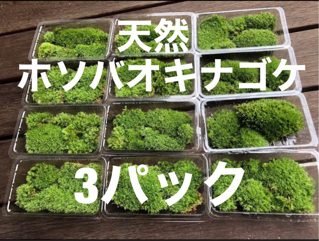 天然　ホソバオキナゴケ　山苔　苔玉　盆栽　テラリウム　3パック