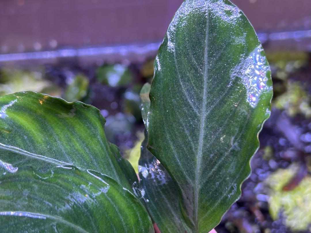 【TB便】Bucephalandra sp.Pearl gray 水上育成大株