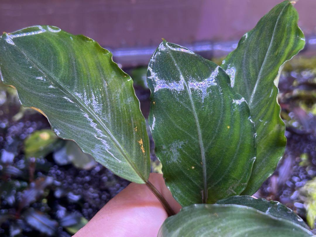 【TB便】Bucephalandra sp.Pearl gray 水上育成大株