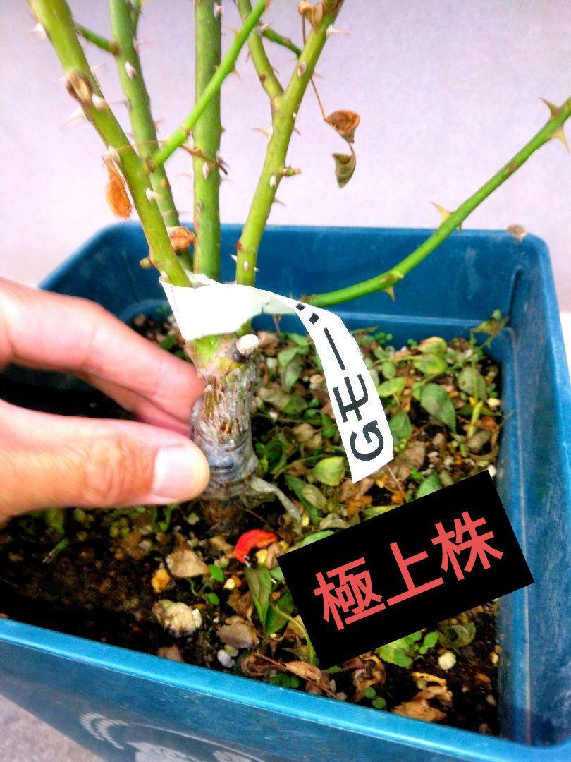 ⭐つる薔薇・モーツァルト⭐