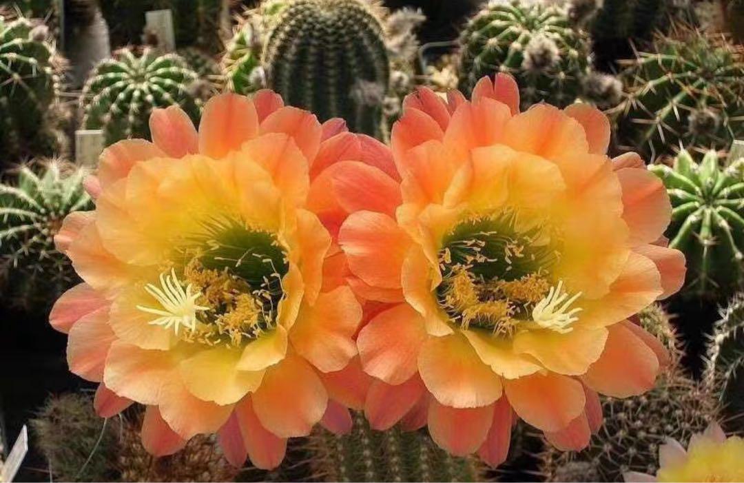 貴重実生品種‼️花柱サボテン No.2-9蕾付き