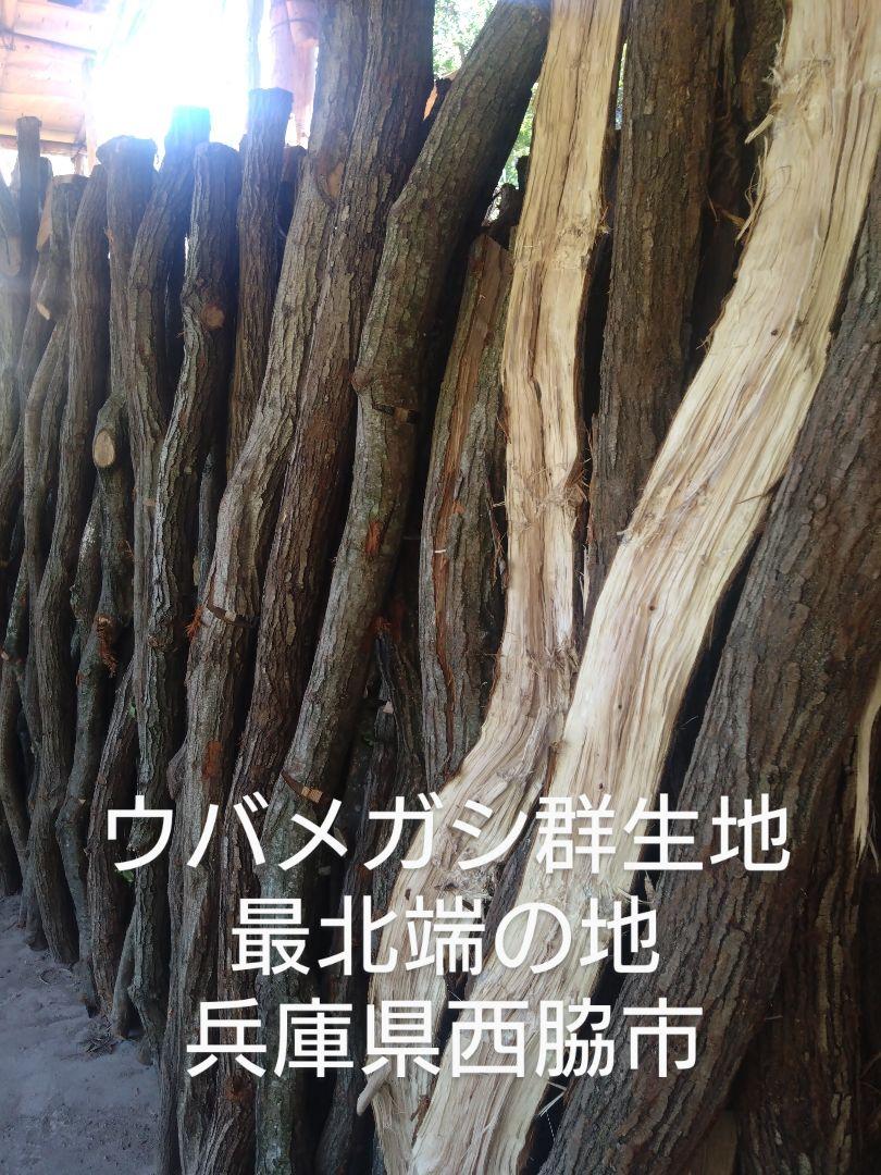 てんてん 丸物１５キロ