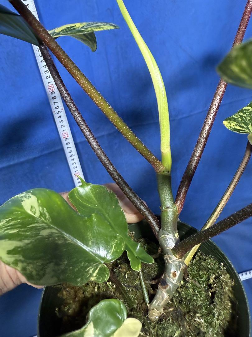 Philodendron Florida Beauty Variegata – Brian's Botanicals