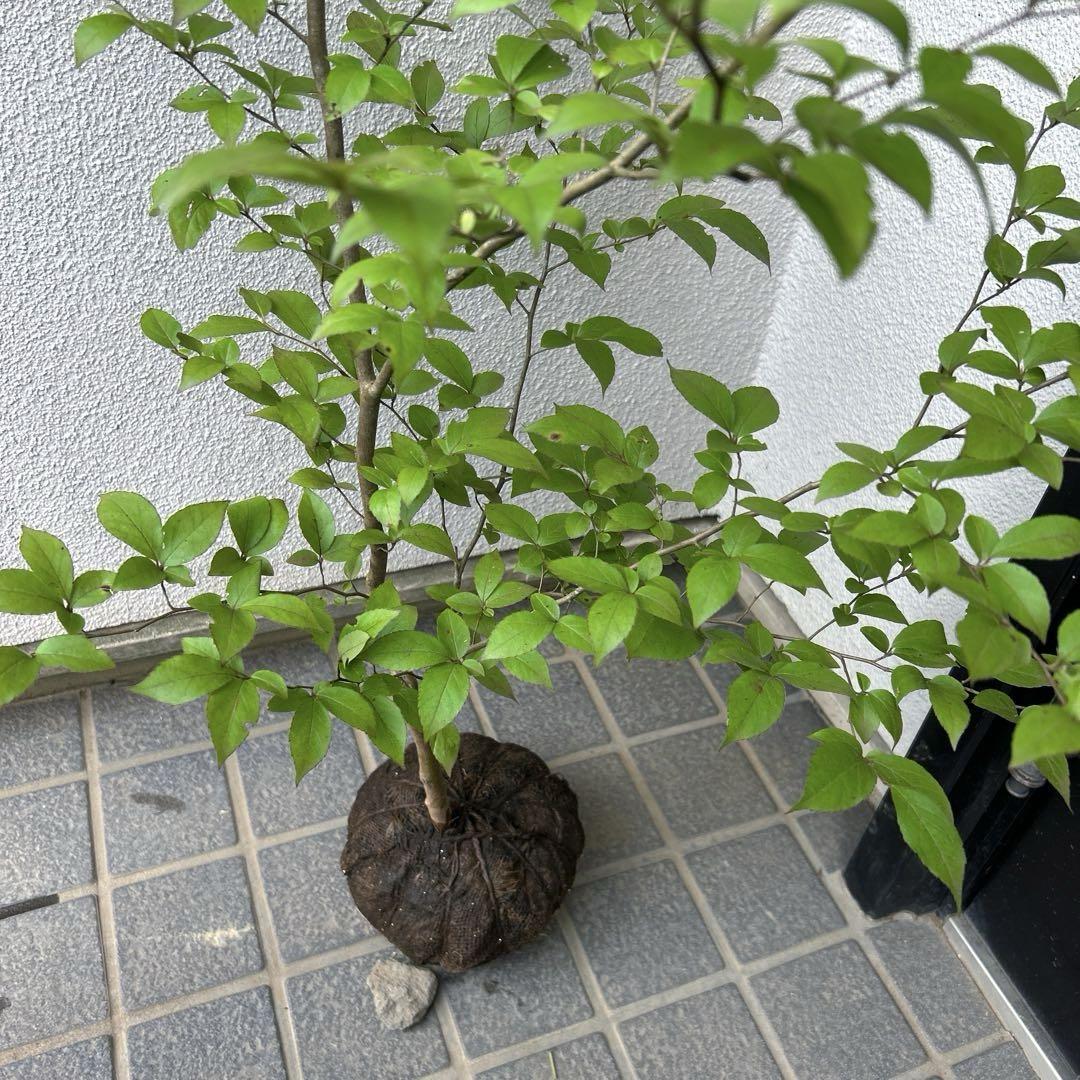 ヒメシャラ（根巻き苗）姫沙羅　ヒメシャラ苗木