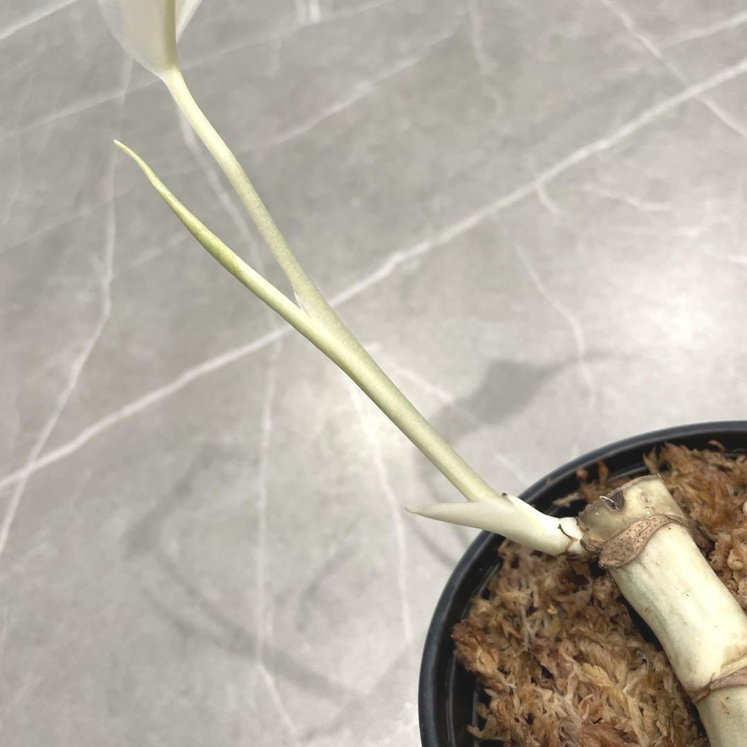 鉢ごと発送】斑入りモンステラ 小苗d 発根株