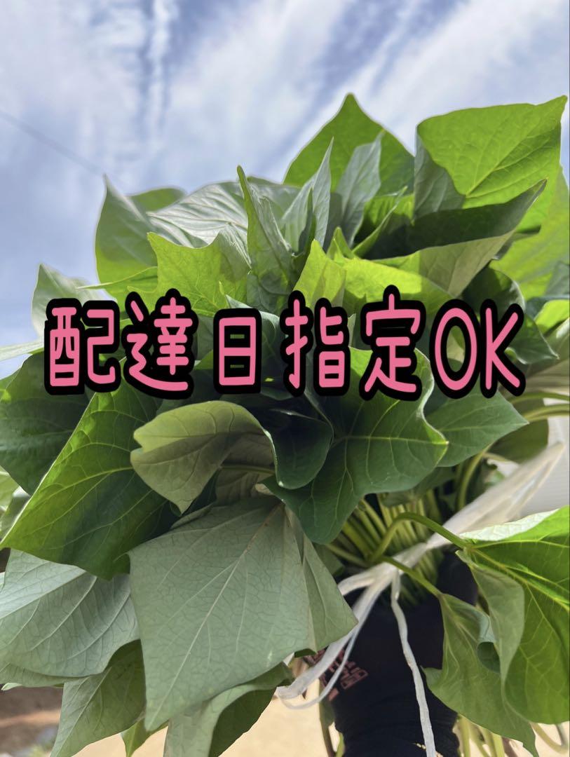 【予約受付中】紅はるか苗☆ウイルスフリー 1,000本 4月上旬から発送開始