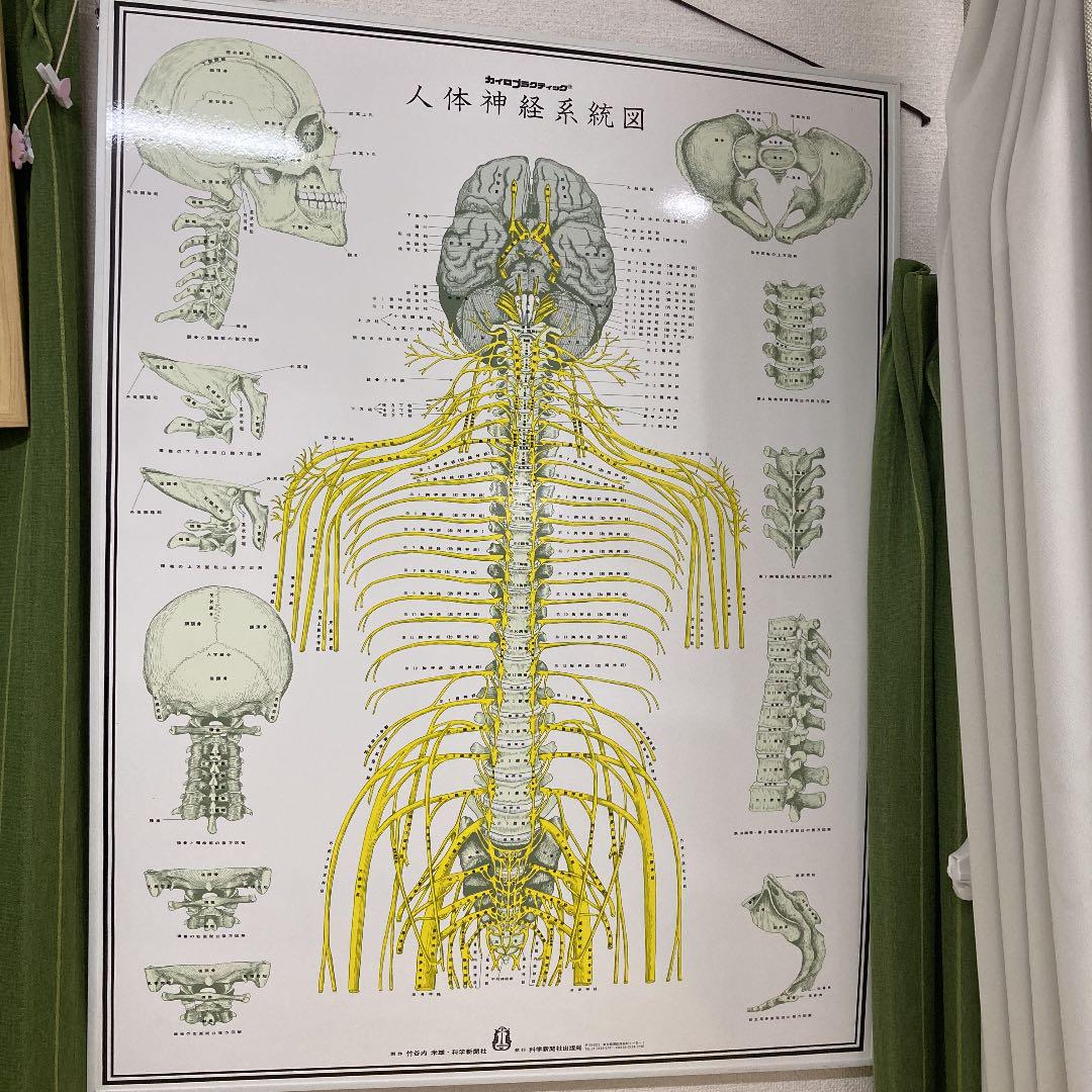 メルカリ 人体神経系統図 その他 3 000 中古や未使用のフリマ メルカリ 人体神経系統図 その他 3 000 中古や未使用のフリマ
