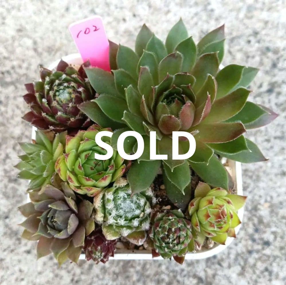 102 多肉植物 センペルビウム 抜き苗セット ¥500