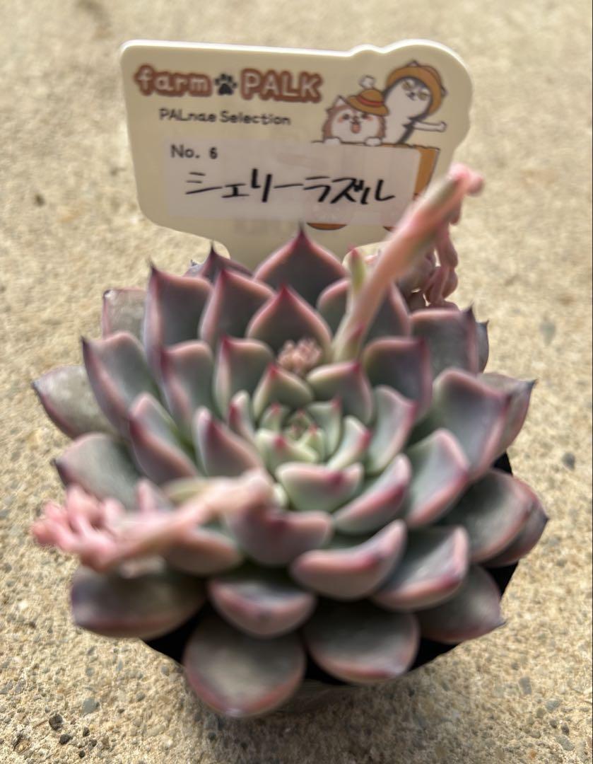 多肉植物　ファーム　パルク命名苗no6 超美苗　シェリーラズル ポットごと発送エケベリア・セダム