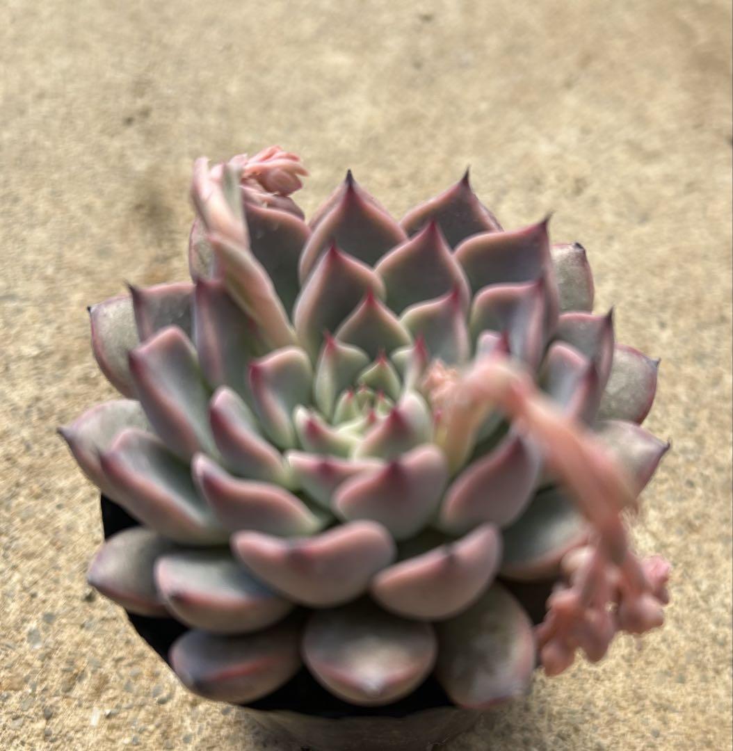 多肉植物　ファーム　パルク命名苗no6 超美苗　シェリーラズル ポットごと発送