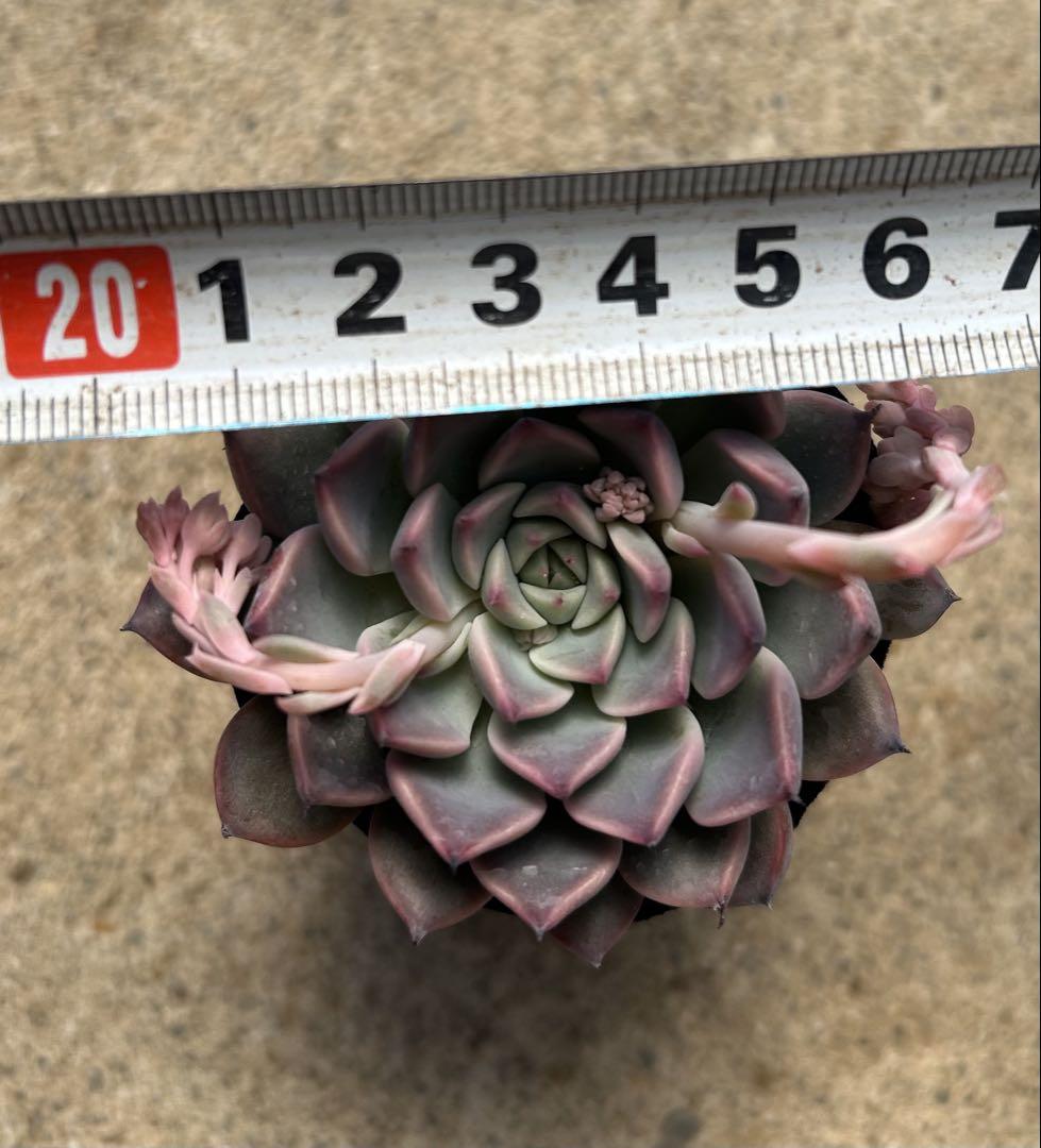 多肉植物　ファーム　パルク命名苗no6 超美苗　シェリーラズル ポットごと発送